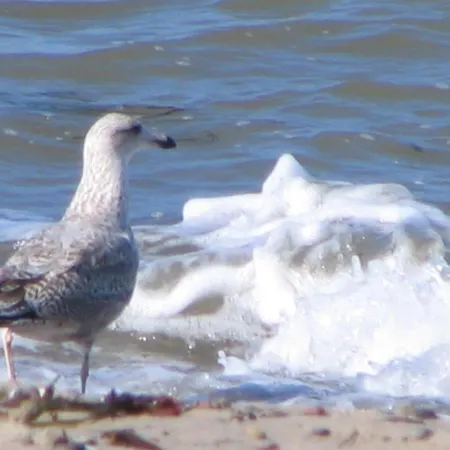 Stromtiefe, Direkt Am Alten Strom *